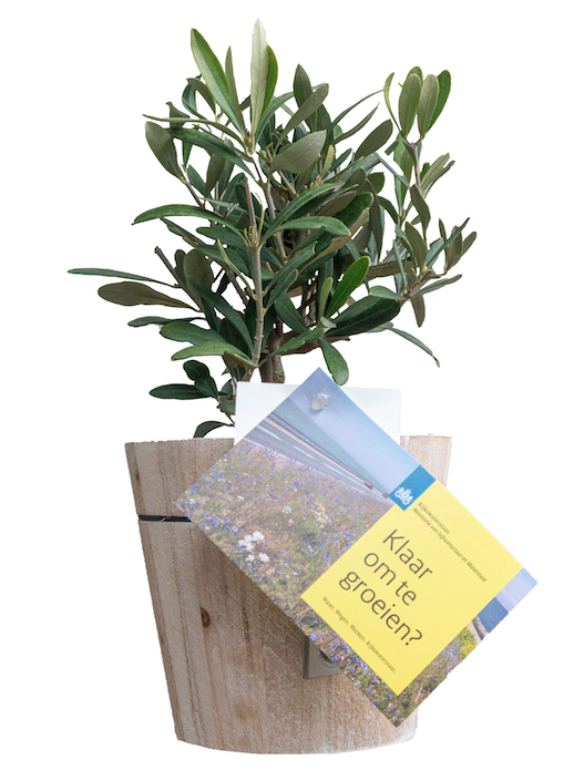 Planten als relatiegeschenk